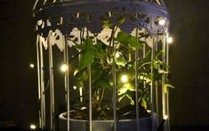 a birdcage filled with plants sitting on top of a table