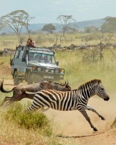 two zebras running in the dirt near an suv and people on top of it