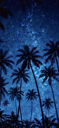 the night sky is filled with stars and palm trees