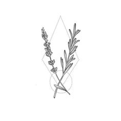 a drawing of some plants on a white background with lines in the middle and an arrow at the bottom