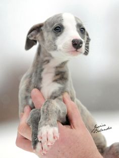 a small gray and white puppy is being held by someone