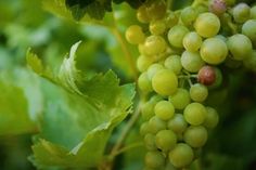 some green grapes are growing on the vine