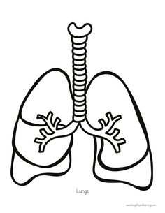 a drawing of the lungs in black and white