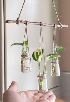 three mason jars with plants in them hanging from a twig