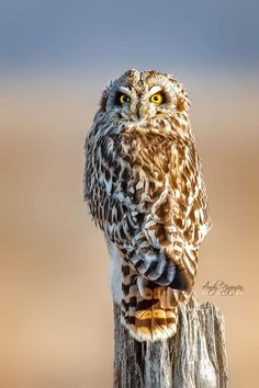 an owl sitting on top of a wooden post next to a brown and white background