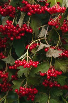 red berries are growing on the tree