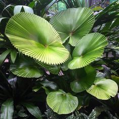 the large green leaves are growing in the planter's potted garden area