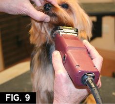 Yorkie: Short Trim | Groomer to Groomer - Pet Grooming News, Stories, and Videos Yorkie Puppy Care, Grooming Dogs