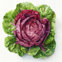 a painting of lettuce with red and green leaves on it's head