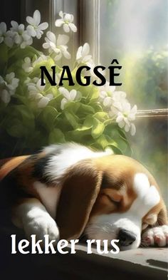 a dog sleeping on top of a window sill with the words nagse