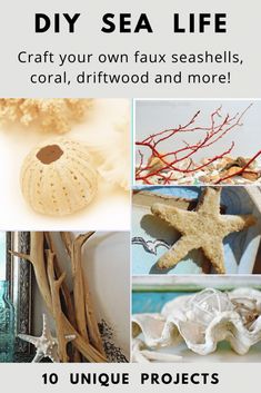 various sea life pictures with text overlay that says diy sea life 10 easy ways faux seashells, coral, driftwood and more