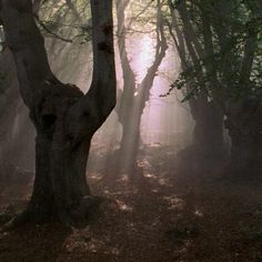 the sun shines through the foggy trees in this forest area with leaves on the ground