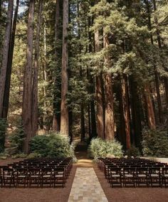 Wedding Venues Forest Woods, Outdoor Wedding Pine Trees, Wedding In The Fall Ideas, Affordable Mountain Wedding, Woodsy Outdoor Wedding, Pacific Northwest Wedding Venues, Simple Wedding In The Woods, Wedding In Redwoods, Wedding Woods Forest