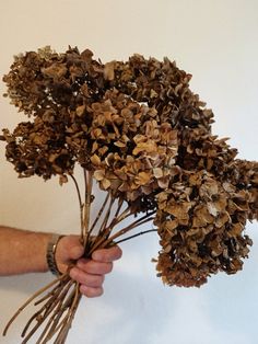 a hand holding a bunch of dried flowers