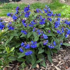 some blue flowers are growing in the dirt