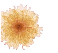 an orange flower on a white background