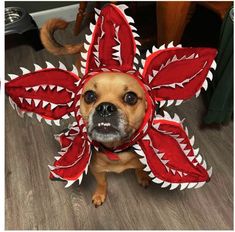 a dog wearing a red and white dragon costume