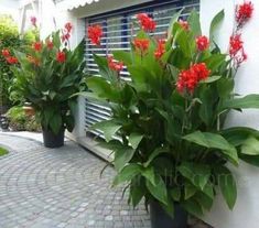 red flowers are in black vases on the sidewalk