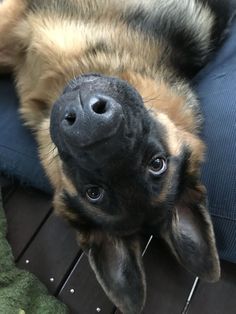 a close up of a dog laying on its back with it's nose hanging out