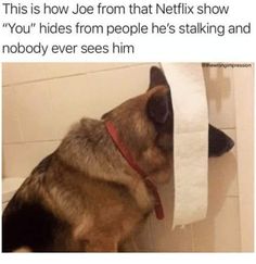 a dog sitting on top of a bathroom floor next to a roll of toilet paper