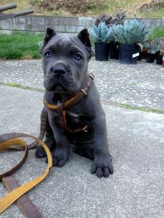 a dog sitting on the ground next to a leash