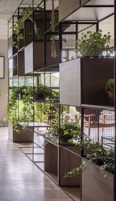 an indoor garden with many plants growing on the shelves and hanging from the ceiling, along with wooden flooring