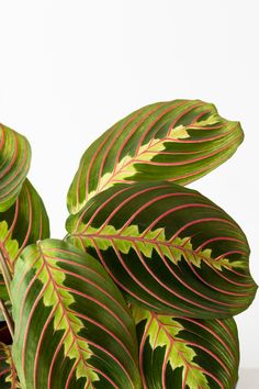 a close up of a plant with red and green leaves