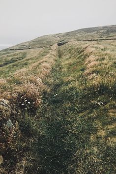 a grassy hill that has some grass growing on it