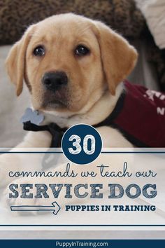 a dog with the words service dog on it's chest and in front of him is a blue sign that says, commands we teach our service dog puppies in training