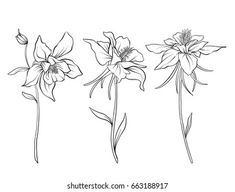 three flowers are drawn by hand on a white background