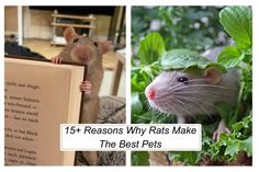 two pictures one with a rat and the other has a book in front of it