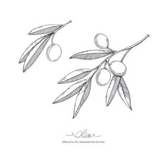 an olive branch with leaves and berries on a white background hand drawn line art style