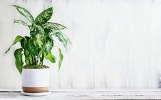 a potted plant sitting on top of a wooden table next to a white wall