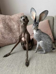 two dogs are sitting on a couch with their ears up and one is looking at the camera