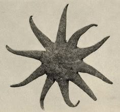 an image of a starfish in black and white