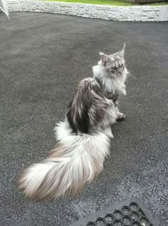 a long haired cat sitting on the ground