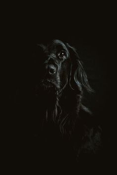 a black dog sitting in the dark looking up