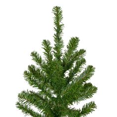 a close up of a small pine tree in a pot on a white background with clippings