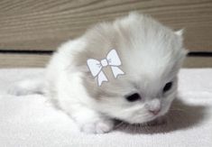 a small white kitten with a bow on its head