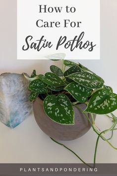 a potted plant sitting next to a sign that says how to care for satina polyhos