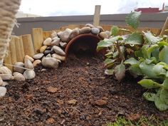 there is a garden with rocks and plants in the ground next to a wooden fence