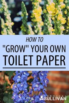 blue and yellow flowers with the words how to grow your own toilet paper on it