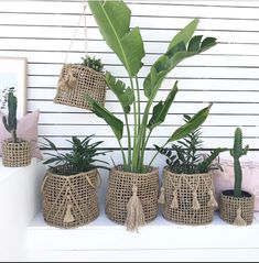 some plants that are sitting on a shelf