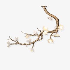 a branch with white flowers hanging from it