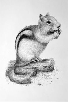 a pencil drawing of a squirrel on a piece of wood