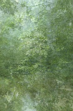 the trees are reflected in the water