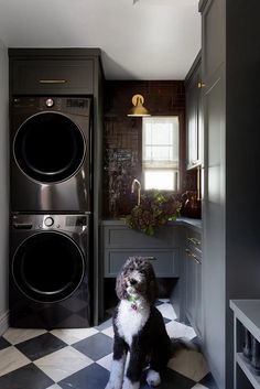 a black and white dog sitting on the floor in front of a washer and dryer