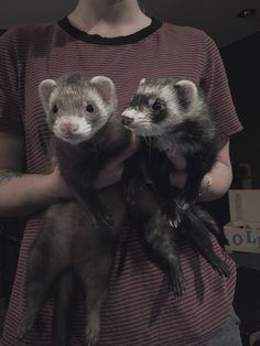 two ferrets are being held by a woman