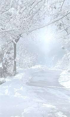 a snow covered road with trees on both sides