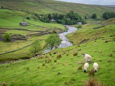 two sheep are grazing on the side of a grassy hill near a stream and houses